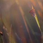 poze insecte