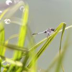 Foto bokeh si atmosfera