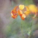 Bokeh