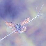 Bokeh